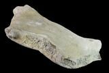 Fossil Whale Cervical Vertebra - Yorktown Formation #137609-2